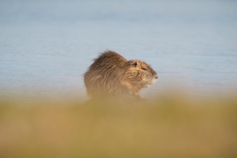Nutria