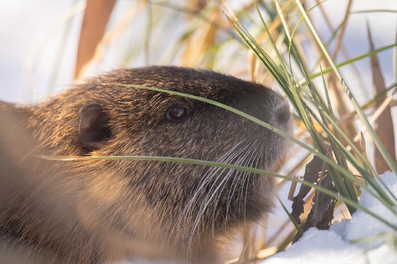 Nutria beim Äsen