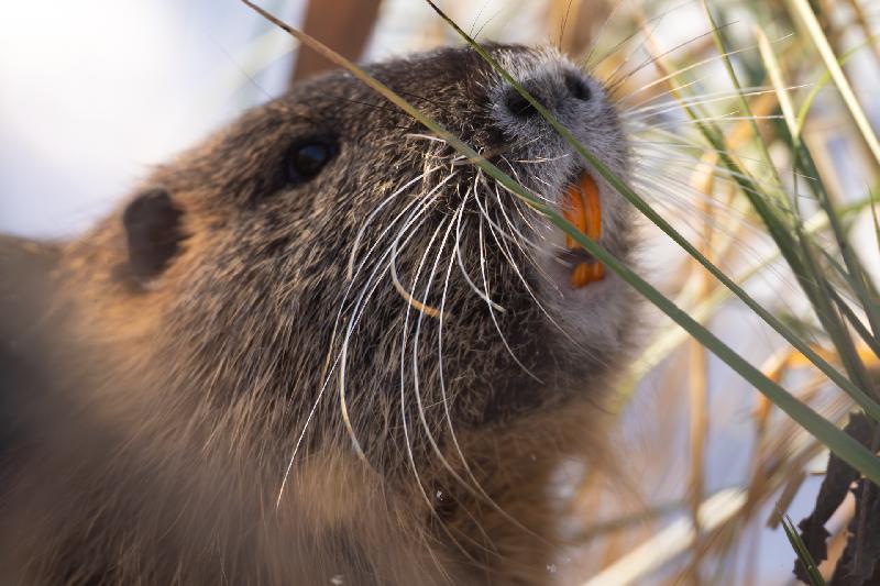 Nutria beim Äsen