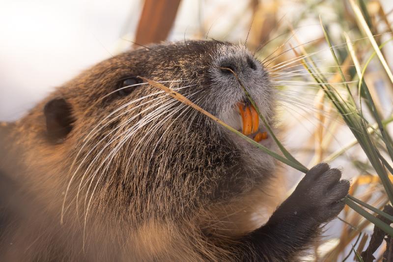 Nutria beim Äsen
