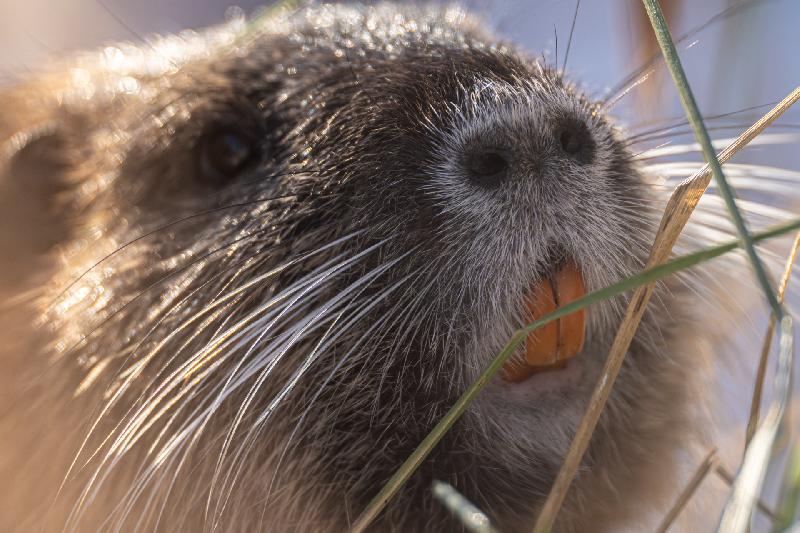 Nutria beim Äsen