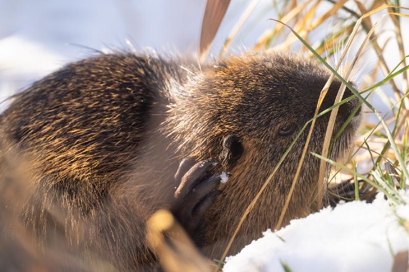 Nutria beim Kratzen