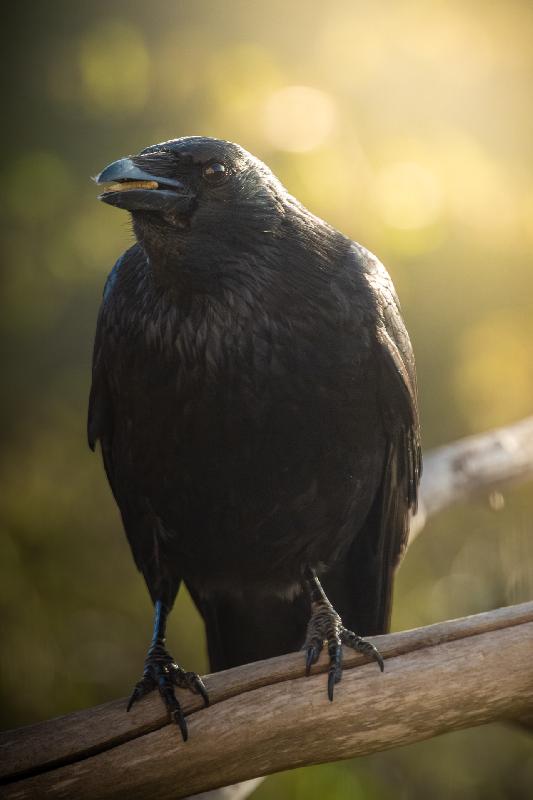 Rabenkrähe im Garten