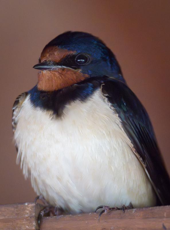 Rauchschwalbe im Aussichtstorm Moorochse