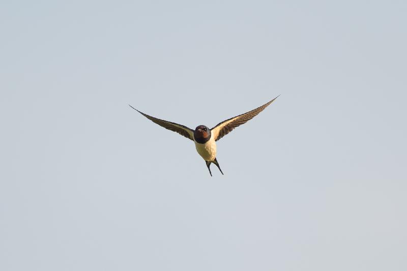 Rauchschwalbe im Flug