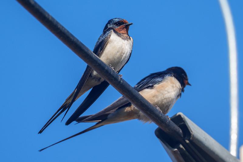 Rauchschwalben auf Leitung