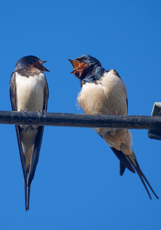 Rauchschwalben auf Leitung