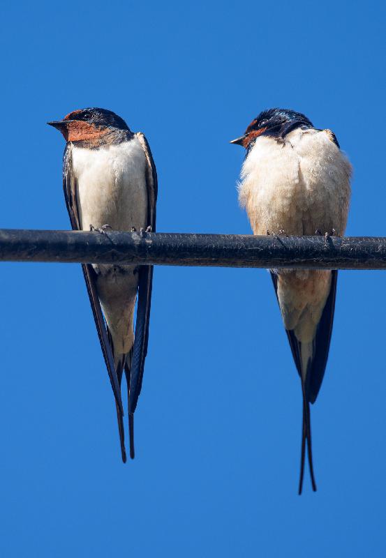 Rauchschwalben auf Leitung