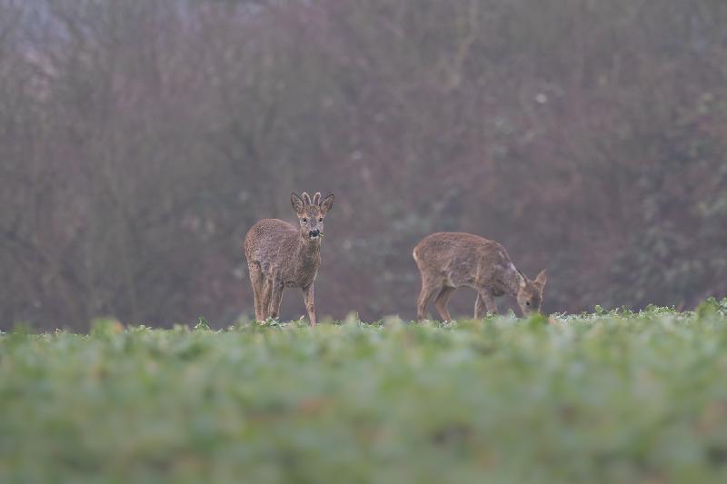 Reh auf einem Feld
