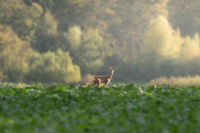Reh auf einem Feld bei Wismar