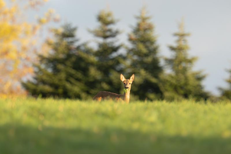 Reh auf einem Feld bei Wismar