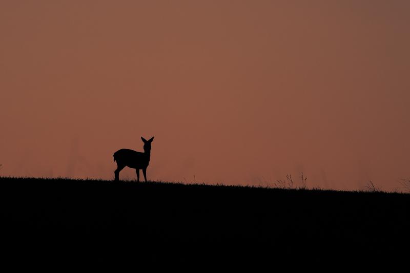 Reh auf einer Wiese in der Morgendämmerung