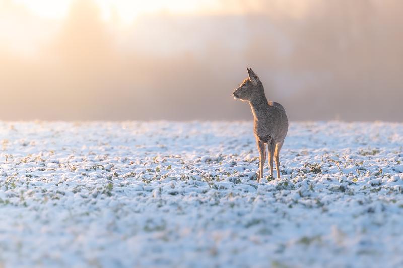 Reh auf verschneitem Feld