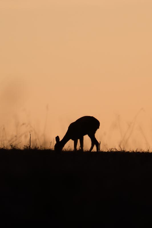 Reh beim Äsen in der Morgendämmerung