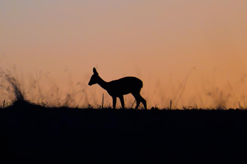 Reh beim Äsen in der Morgendämmerung
