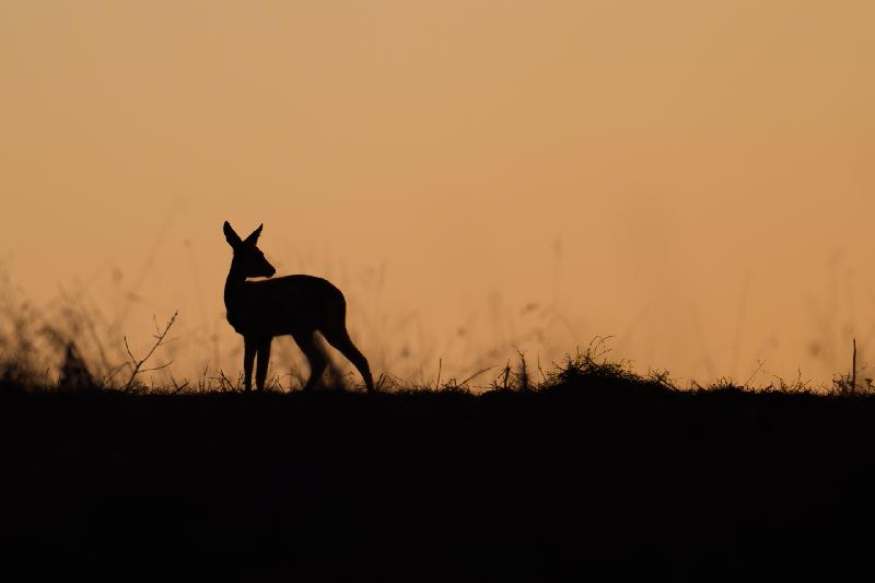 Reh beim Äsen in der Morgendämmerung