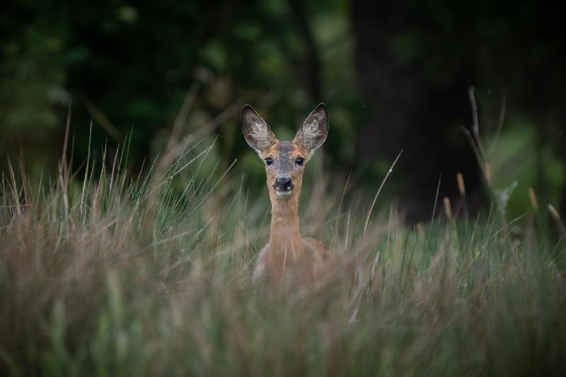 Reh hat mich entdeckt