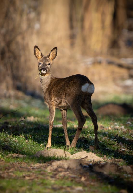 Reh im Elsflether Stadtwald