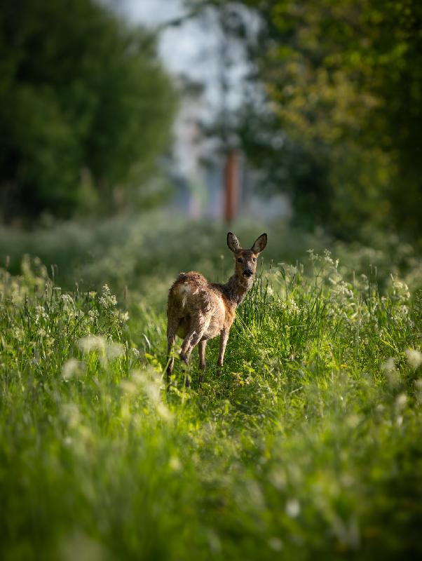 Reh im Elsflether Stadtwald
