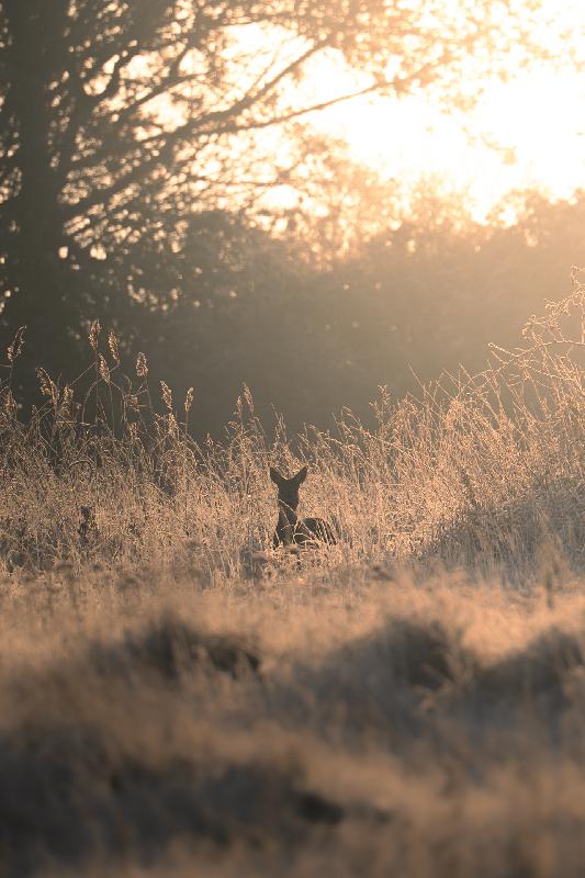 Reh im Gegenlicht der Wintersonne