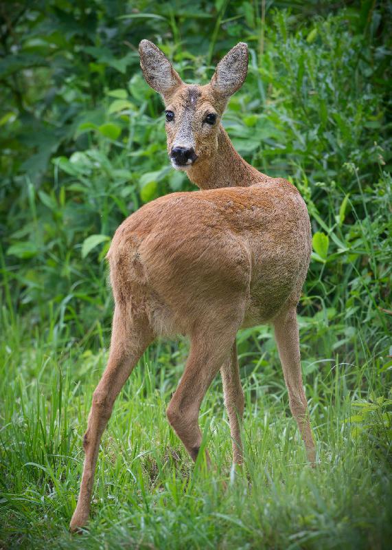 Reh im Schrebergarten