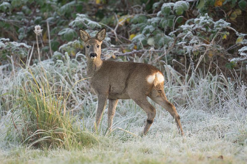 Reh in einer Gartenanlage