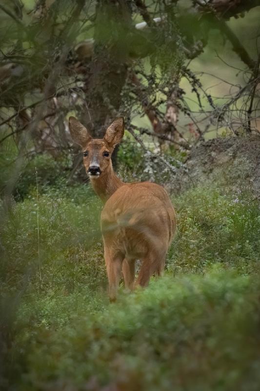 Reh tief im Wald