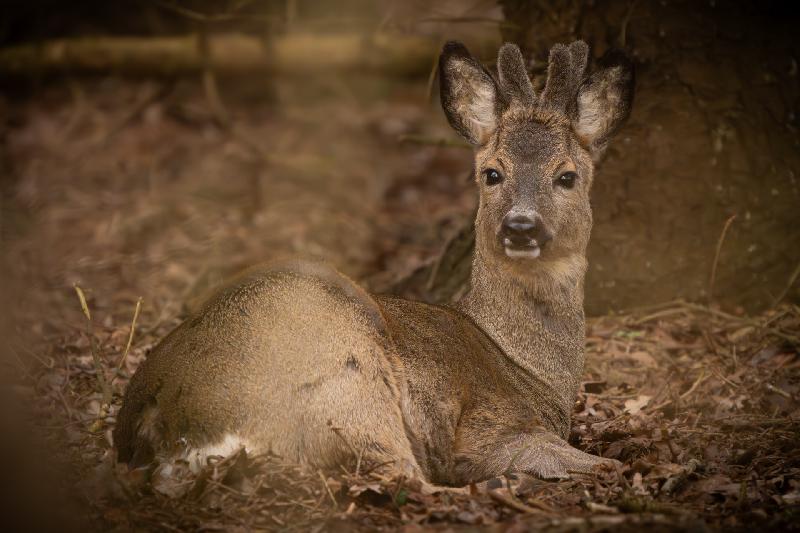 Rehbock am Liegeplatz