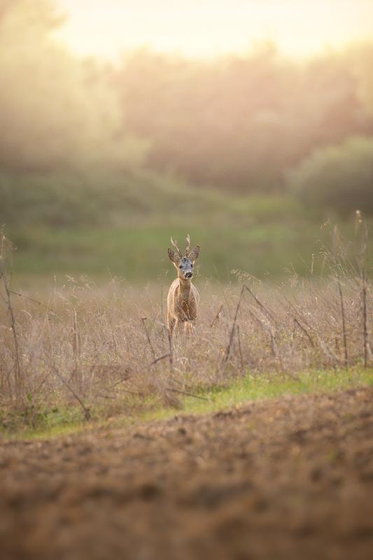 Rehbock am frühen Morgen