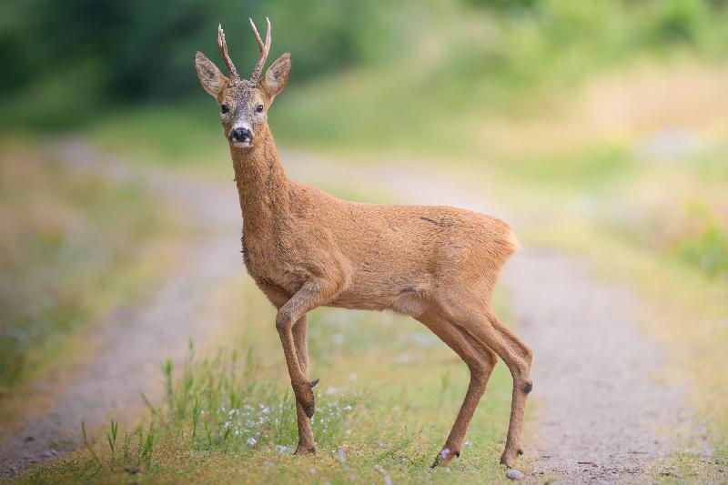 Rehbock auf Weg