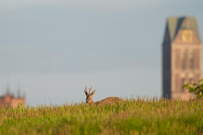 Rehbock auf Wiese bei Wismar