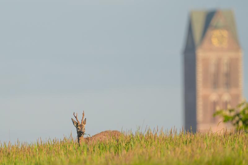Rehbock auf Wiese bei Wismar
