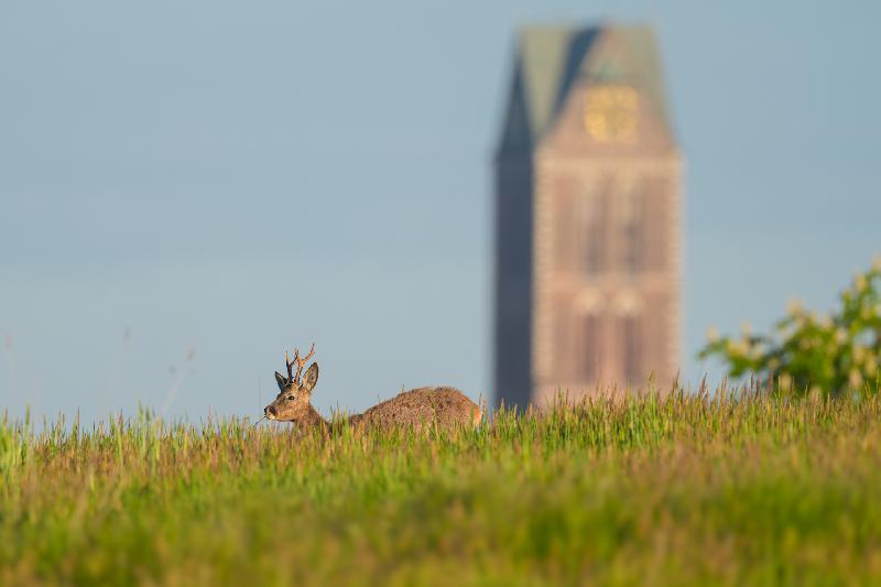 Rehbock auf Wiese bei Wismar