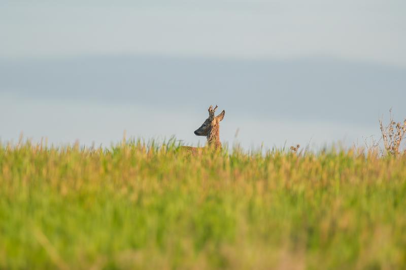 Rehbock auf Wiese bei Wismar