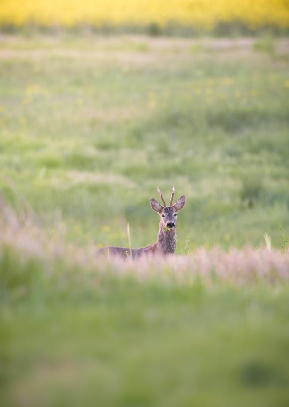 Rehbock auf der Wiese