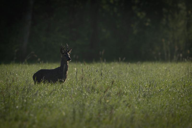 Rehbock auf einem Feld