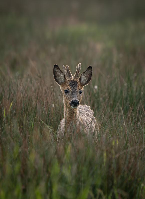 Rehbock auf einem Feld