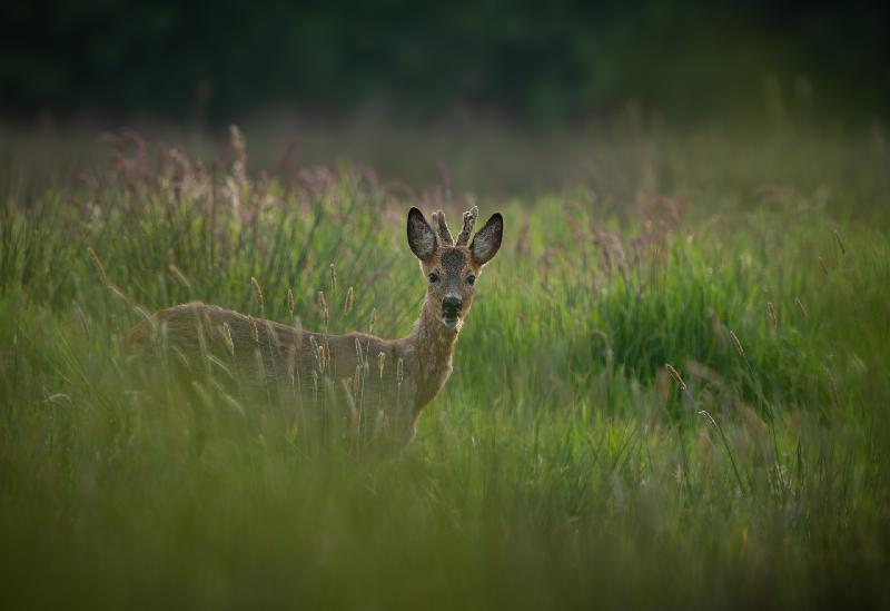 Rehbock auf einem Feld