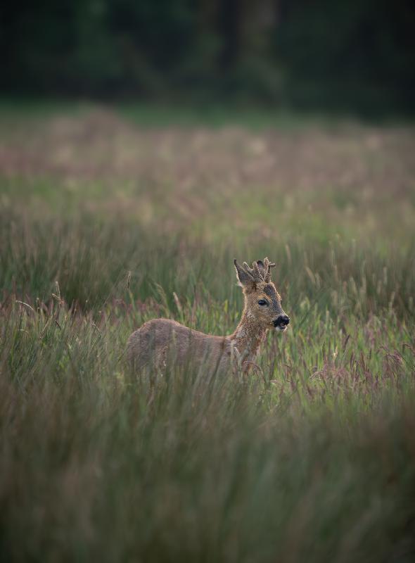 Rehbock auf einem Feld