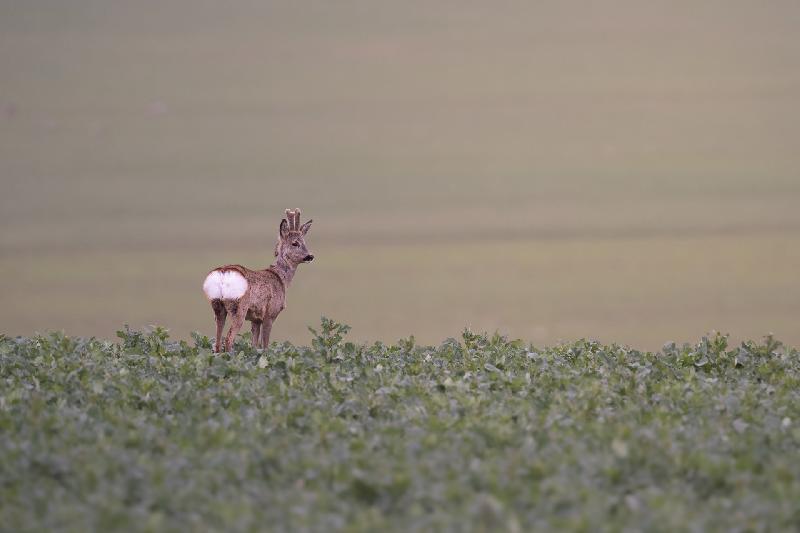Rehbock auf einem Feld