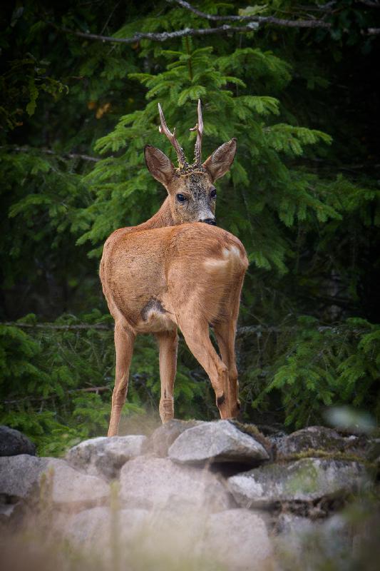 Rehbock auf einer Mauer