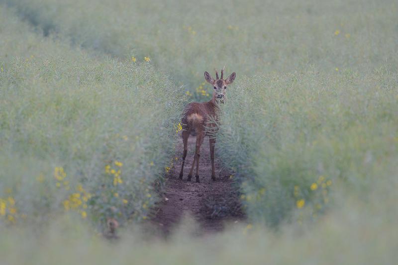 Rehbock auf seinem Weg