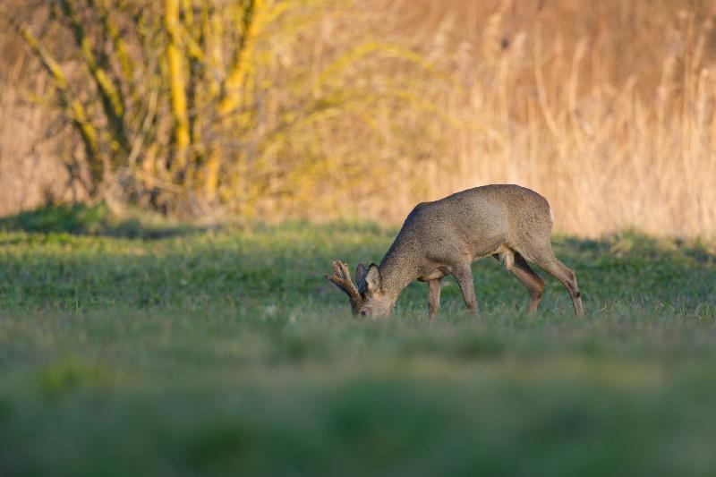 Rehbock beim Äsen auf einem Feld bei Wismar