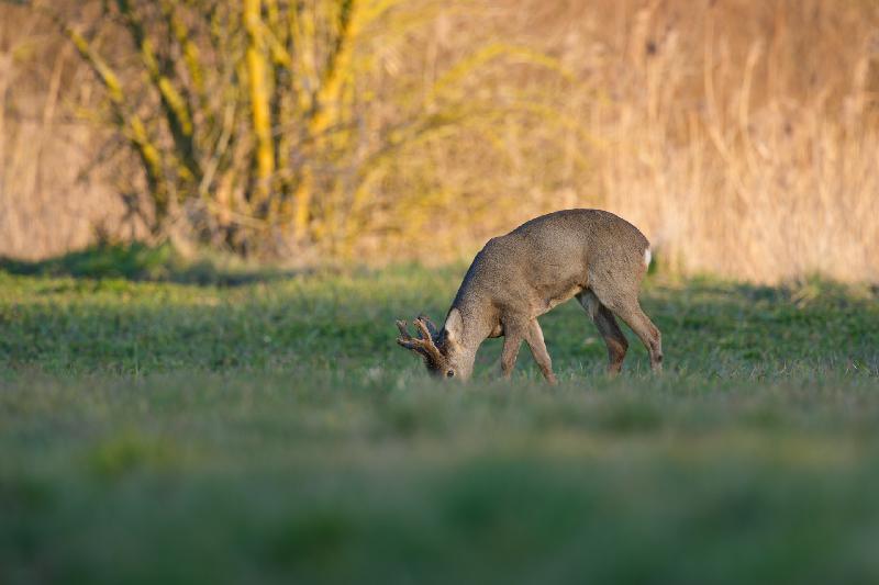 Rehbock beim Äsen auf einem Feld bei Wismar