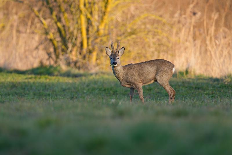 Rehbock beim Äsen auf einem Feld bei Wismar