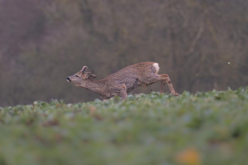 Rehbock beim Sprung