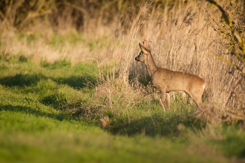 Rehbock betritt die Bühne