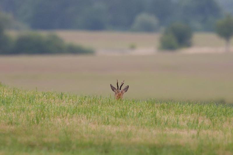 Rehbock genießt Aussicht