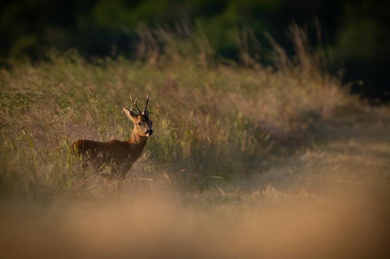 Rehbock im Abendlicht