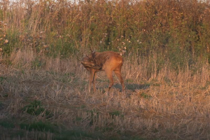 Rehbock im Abendlicht